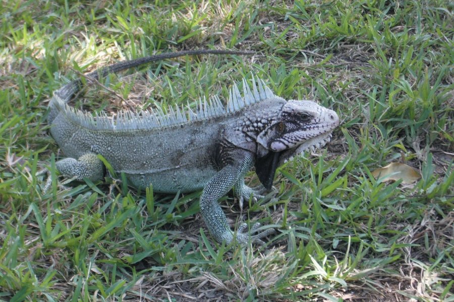 Iguane. Laurent BOSCHERO