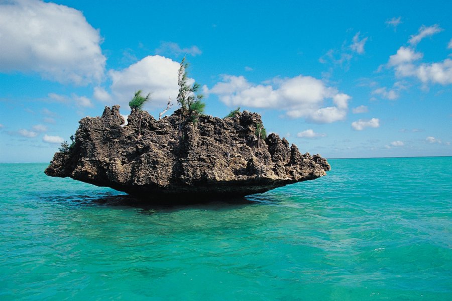 La Roche corail. Cathyline DAIRIN