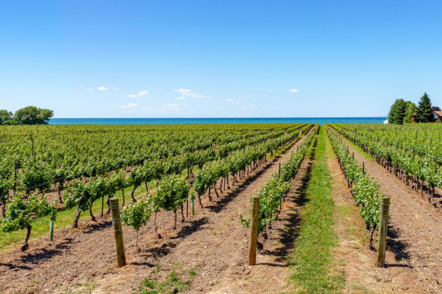 Vignobles de Niagara-on-the-lake. Gilberto Mesquita - Shutterstock.com