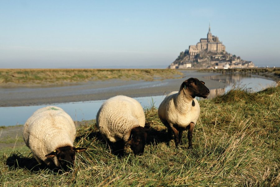 Mouton de près-salé devant le Mont-Saint-Michel. (© Philippe Devanne - Fotolia))