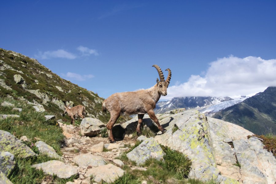 Bouquetin des Alpes. Capra ibex - iStockphoto.com