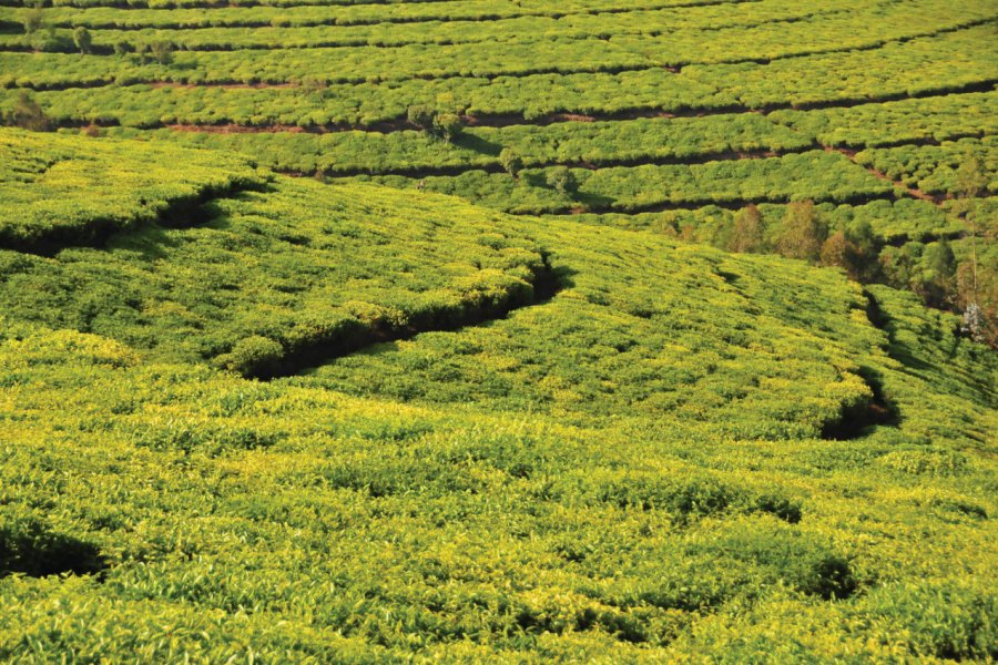 Plantation de thé à Teza. Mtcurado - iStockphoto