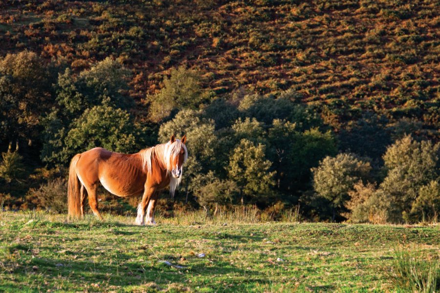 Un pottok, poney sauvage emblématique du Pays basque. Mimadeo