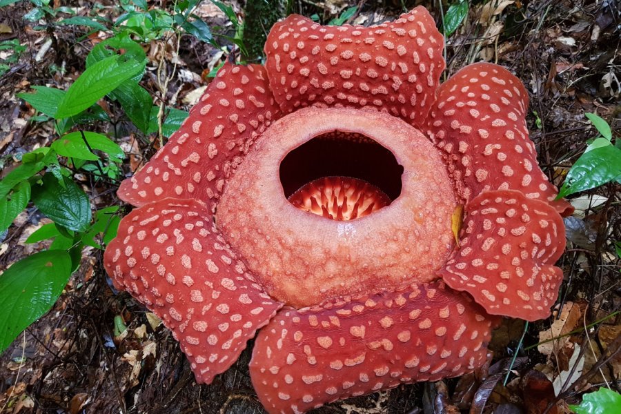 La fleur de Rafflesia zulazhar - Shutterstock.com
