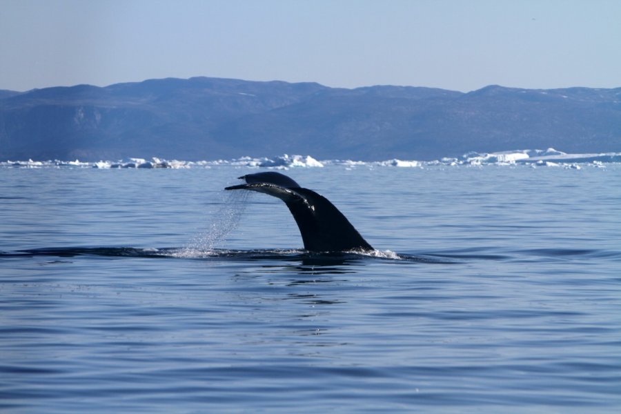 Baleine dans la baie de Disko. Stéphan SZEREMETA