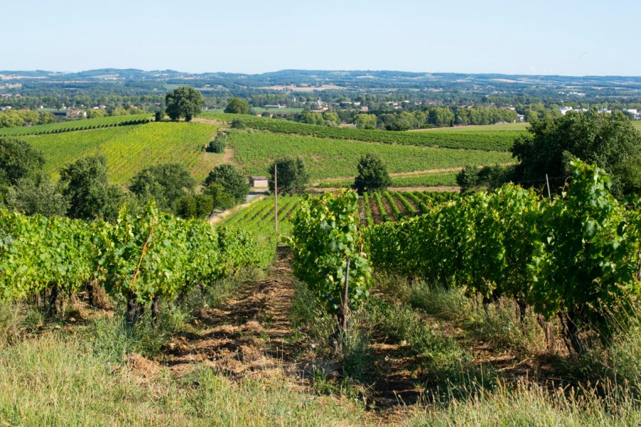 Le vignoble de Gaillac. le Point du Jour - Shutterstock.com
