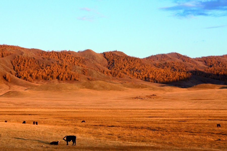 Steppe. Maxence Gorréguès