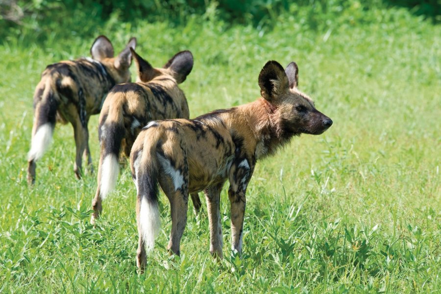 Lycaons du Katavi National Park guenterguni - iStockphoto.com