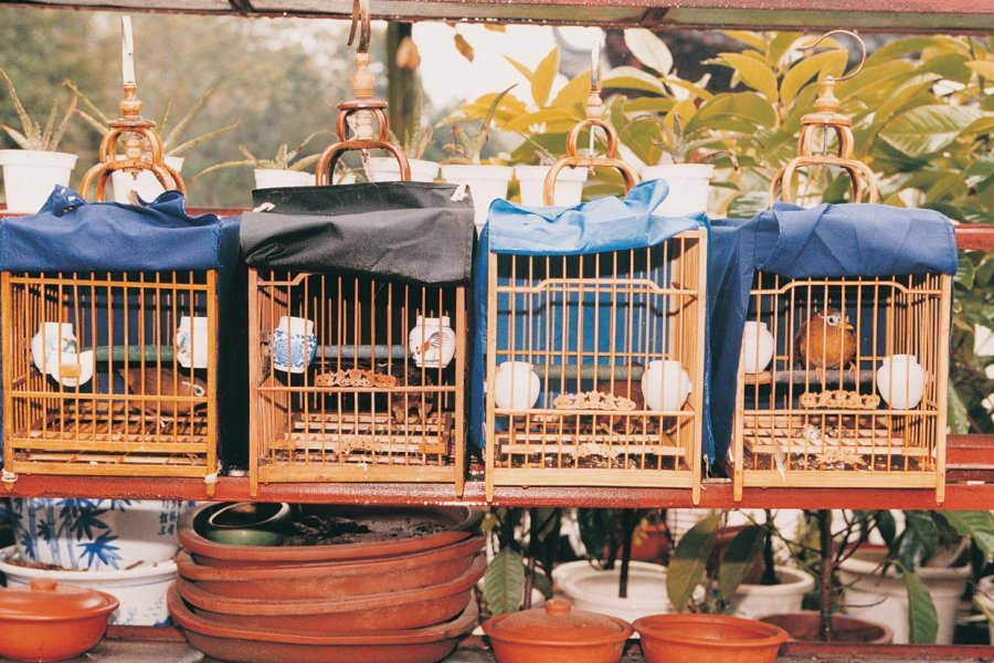 Au marché aux oiseaux de Canton. Miguel POIRIER