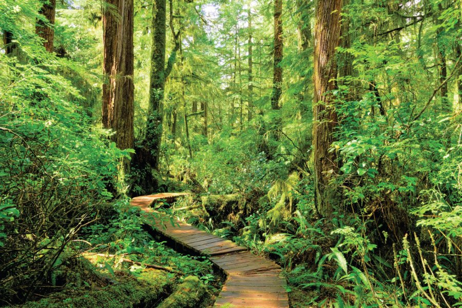 Le West Coast Trail, qui traverse le parc de bout en bout, est un sentier de randonnée mondialement jenifoto - iStockphoto.com