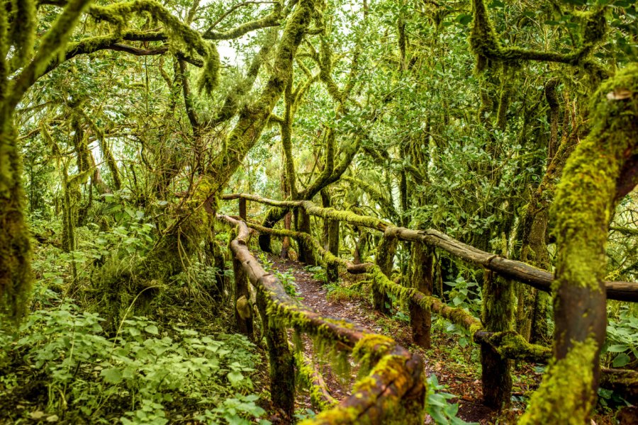 Forêt dans le parc national de Garajonay. RossHelen - Shutterstock.com