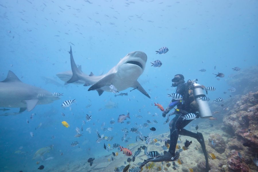 Plongée avec les requins. Orion Media Group - Shutterstock.Com