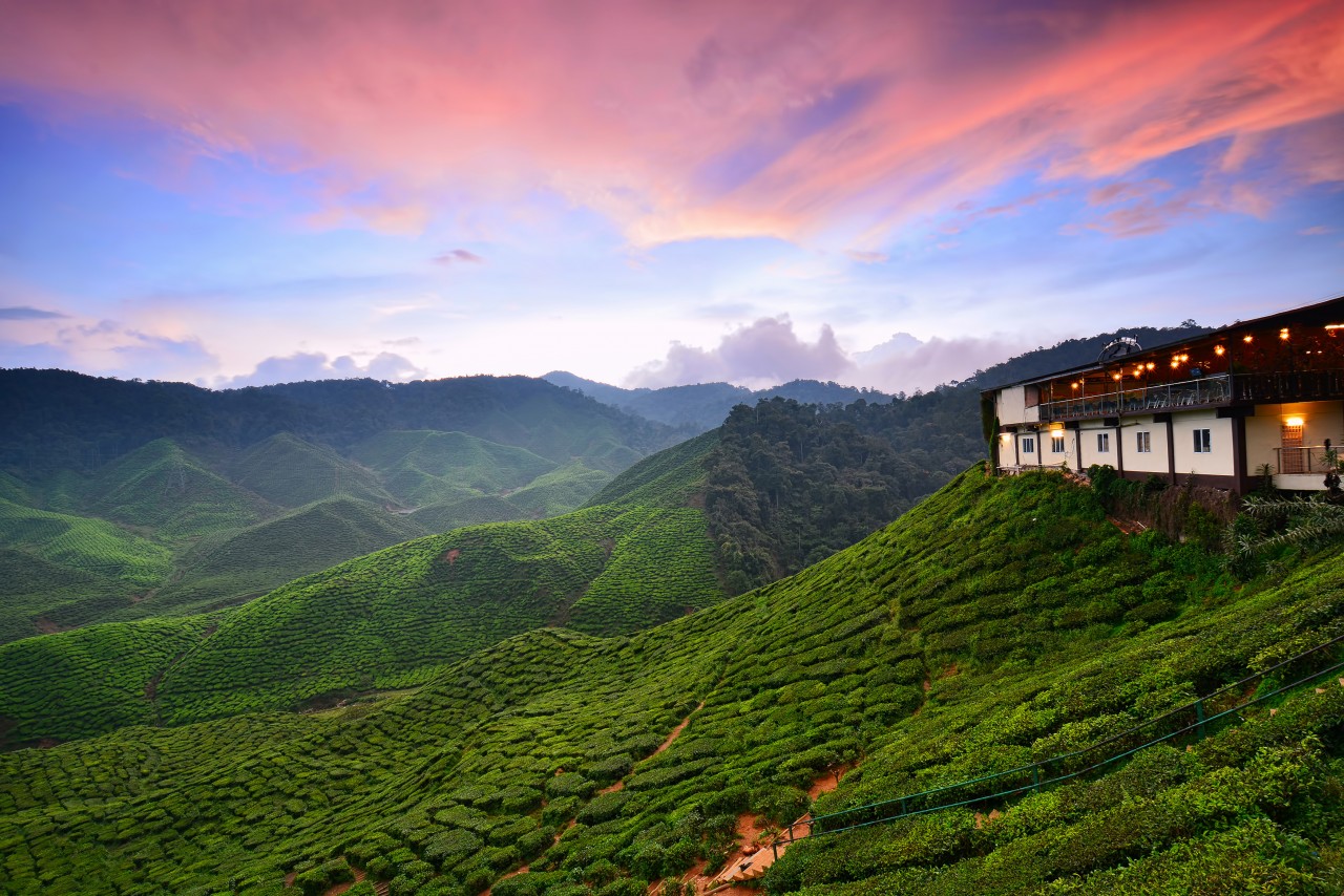 Plantation de thé des Cameron Highlands.