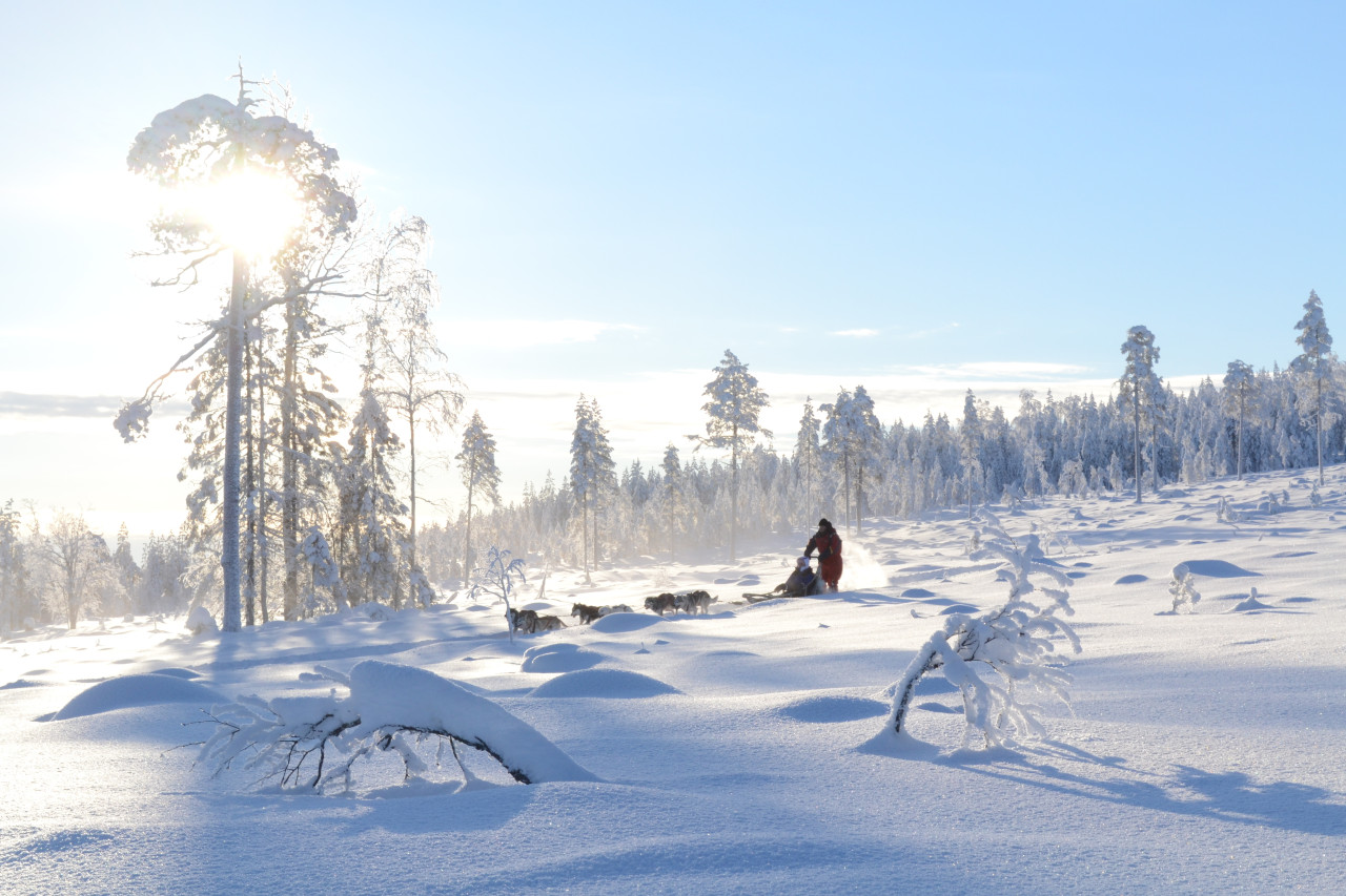 Traineau en Laponie. - ©kiin - Shutterstock.com