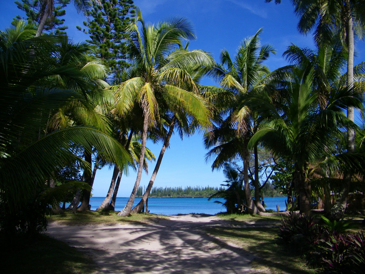Allée paradisiaque menant à la Baie de Kanumera sur l'île des Pins.