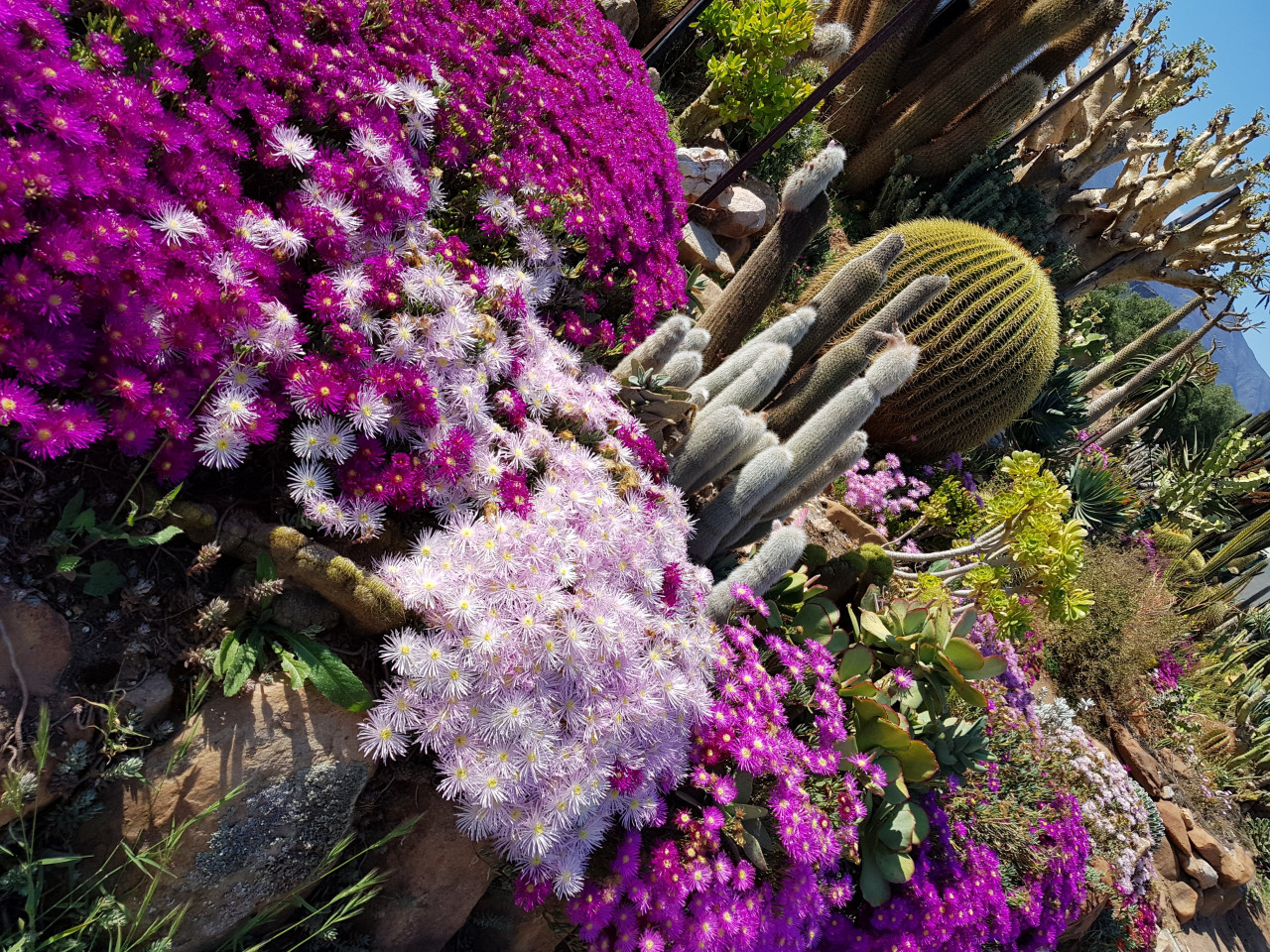 Les cactus de Robertson.