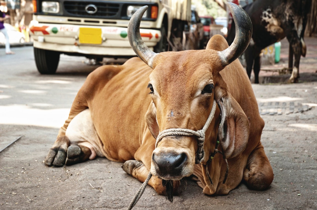 Vache sacrée dans les rues de Bombay.