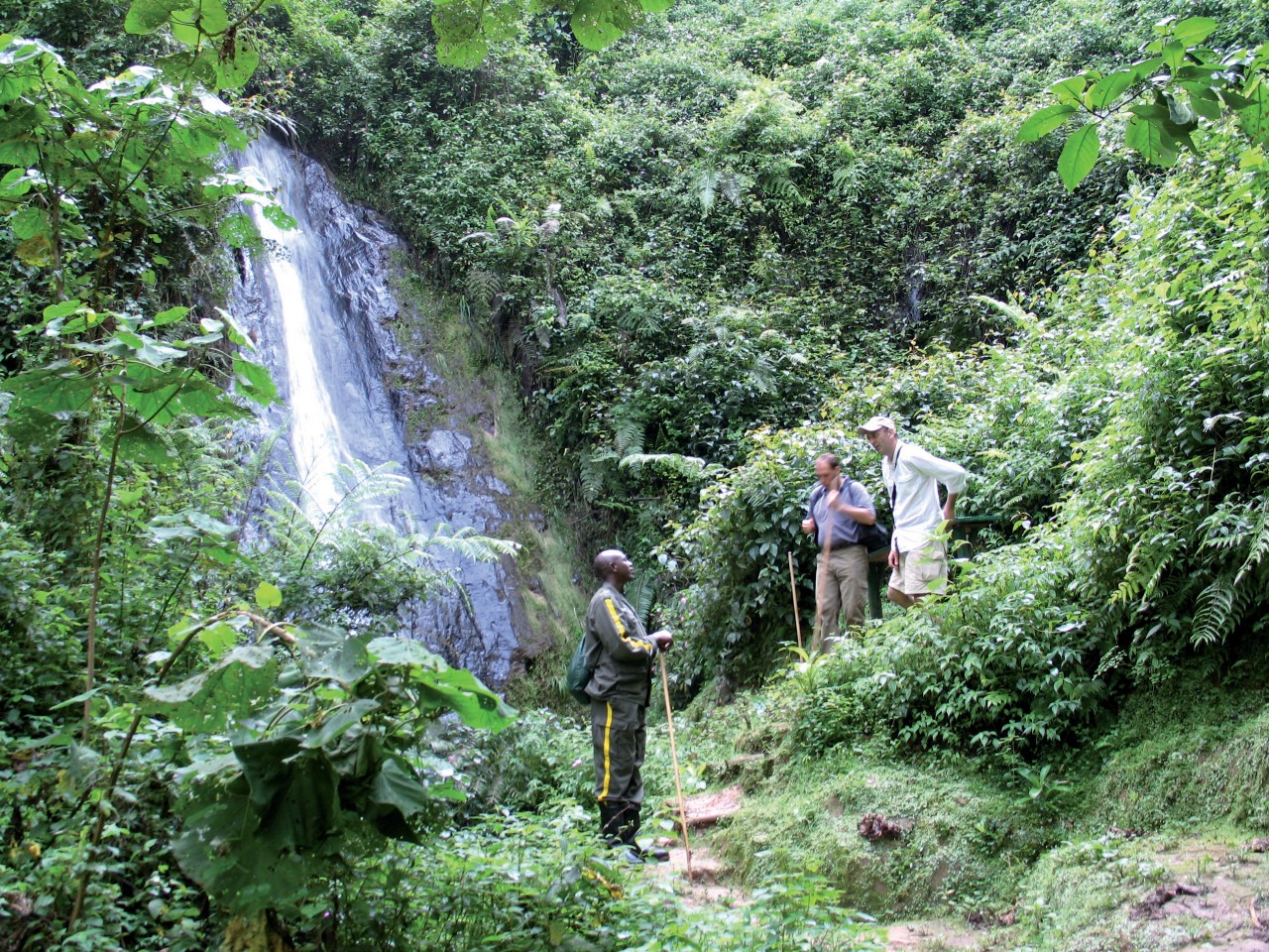 Parc National de Nyungwe, guide du PARC NATIONAL DE NYUNGWE, Petit Futé