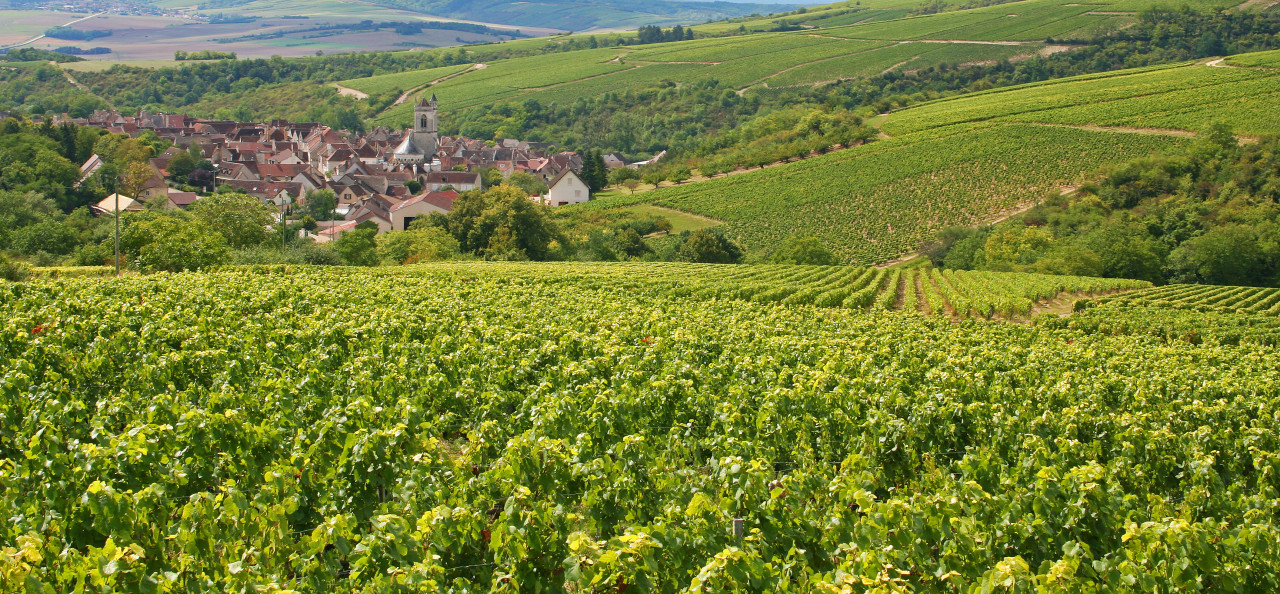 Vignes sur les côteaux d'Irancy.