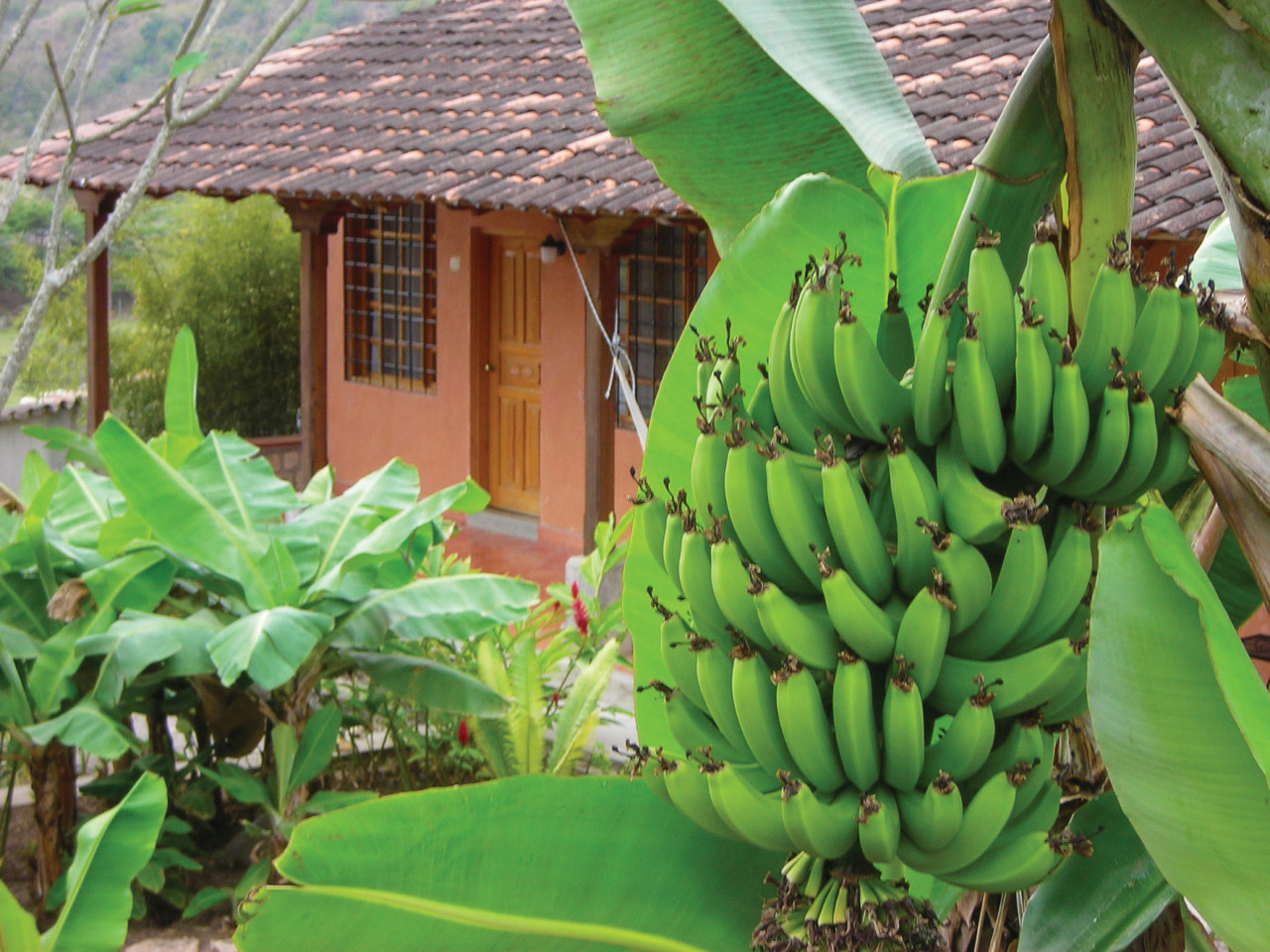Plantation de bananes près de Copan.