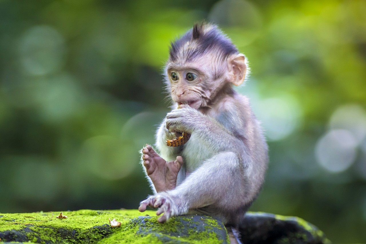 Forêt sacrée des singes.