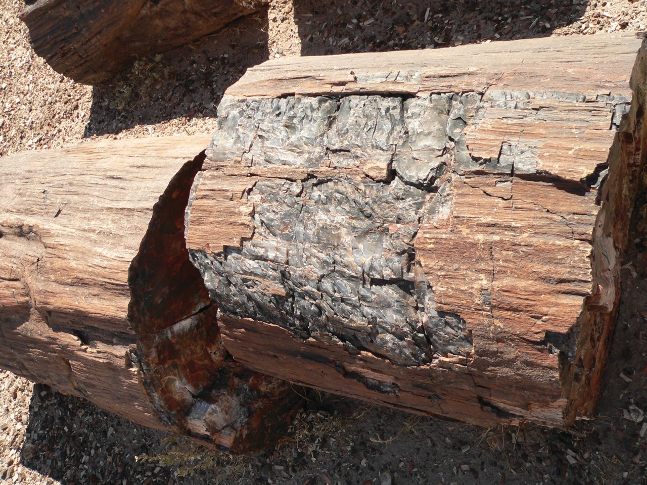En Arizona, Petrified Forest est composée de gigantesques troncs d'arbres fossilisés.