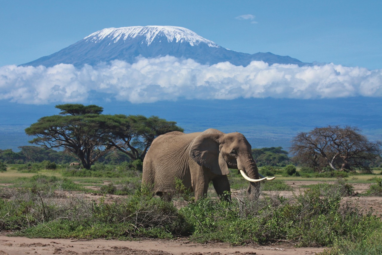 Éléphant dans la région du Kilimandjaro.