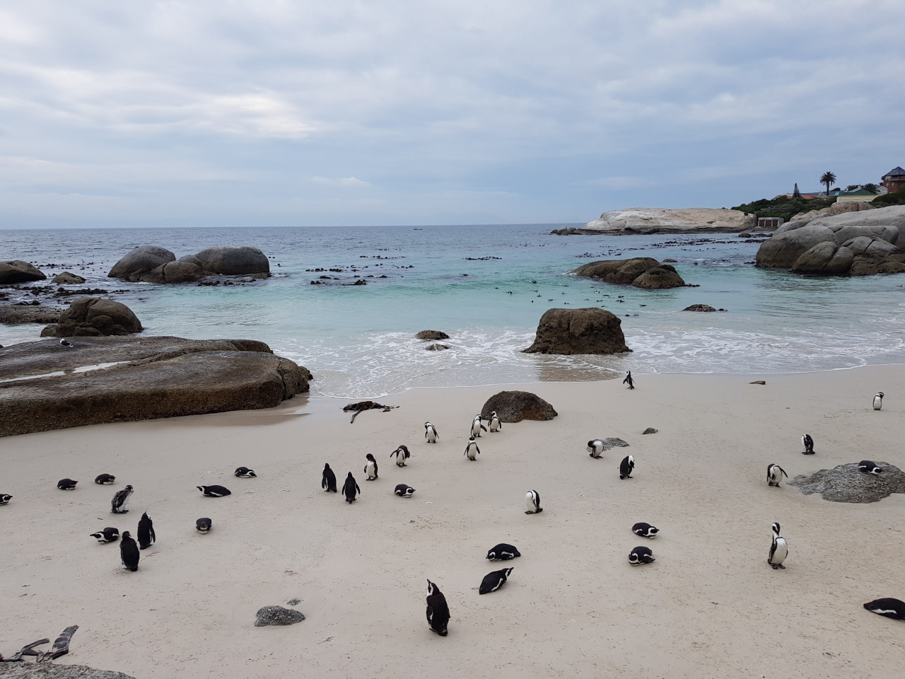 Les manchots de Simon's Town.