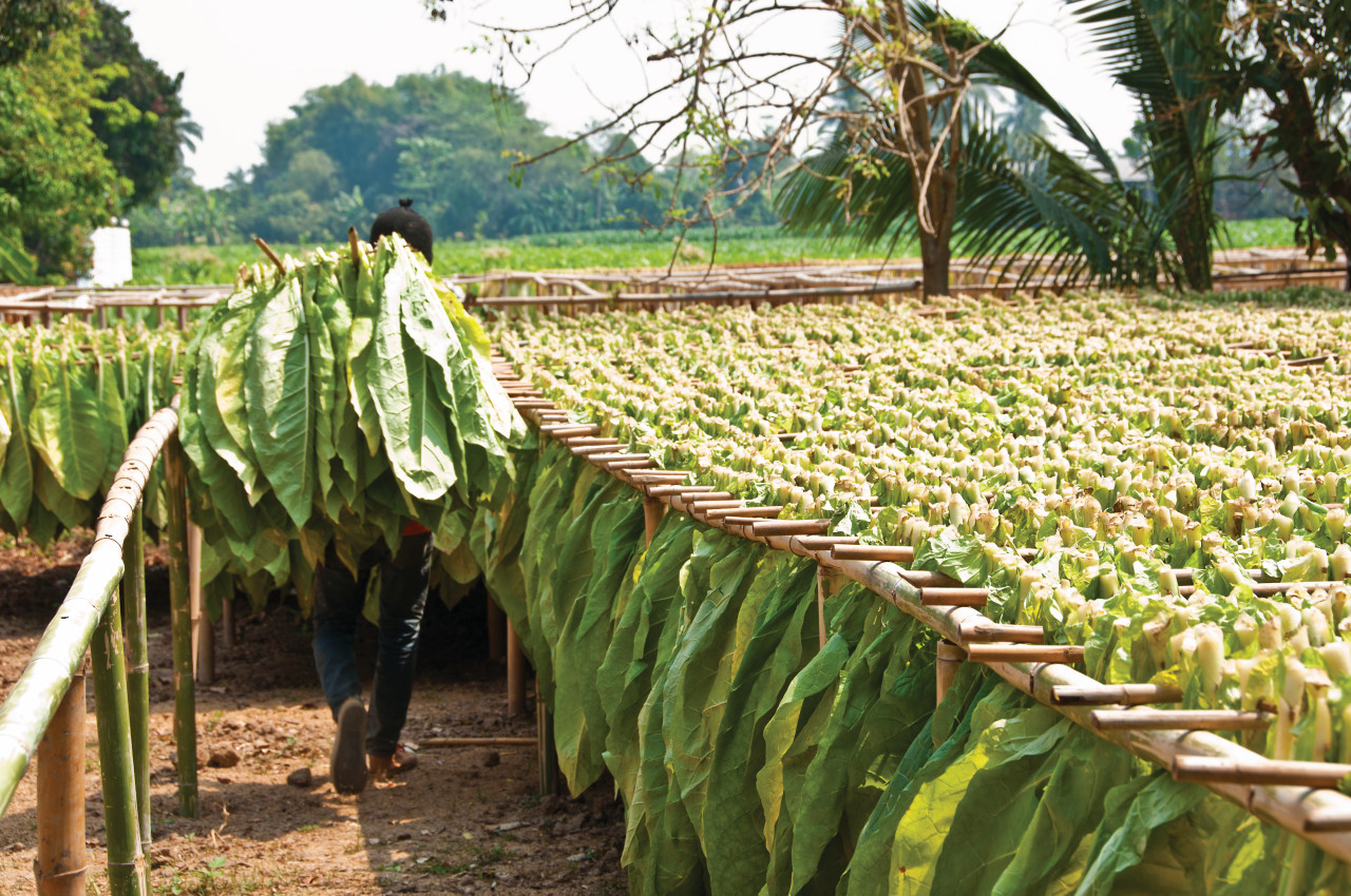 <p>Vallée de Viñales, plantations de tabac.</p>