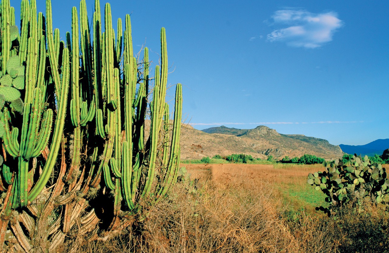 Monte Albán.