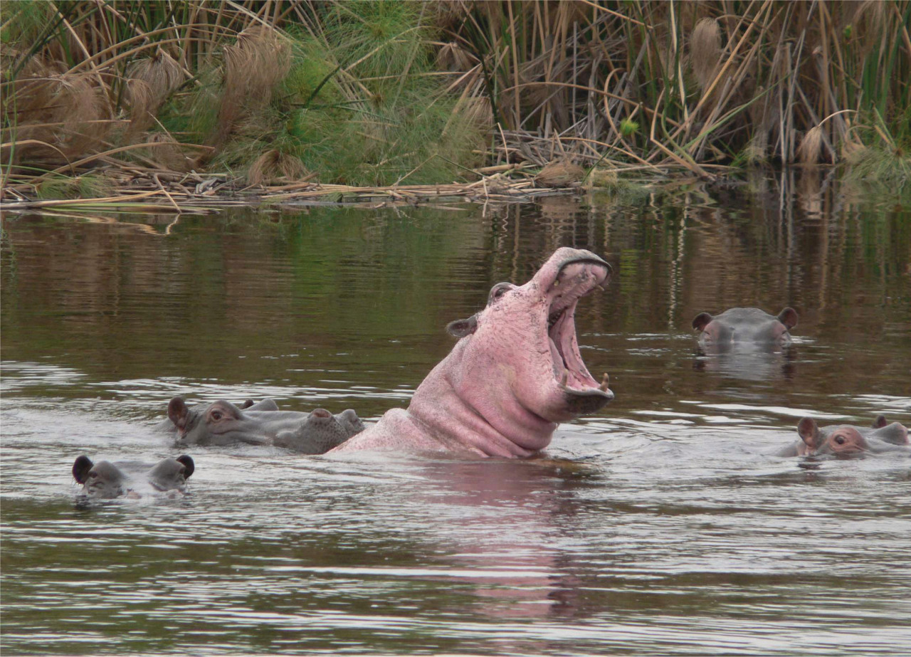 Au Mahango et Lianshulu, les hippopotames ont aussi des coups de soleil !