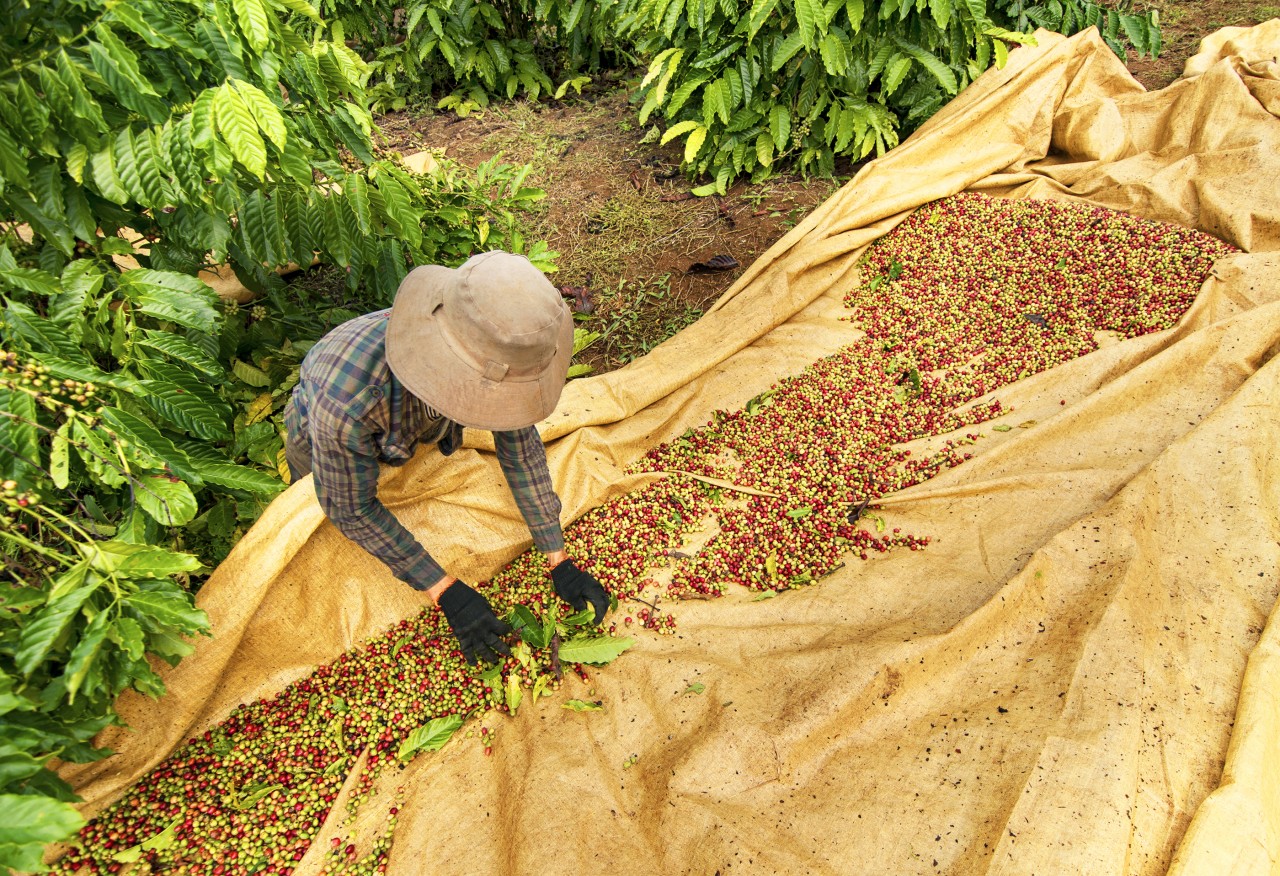 Plantation de café a Buôn Ma Thuôt.