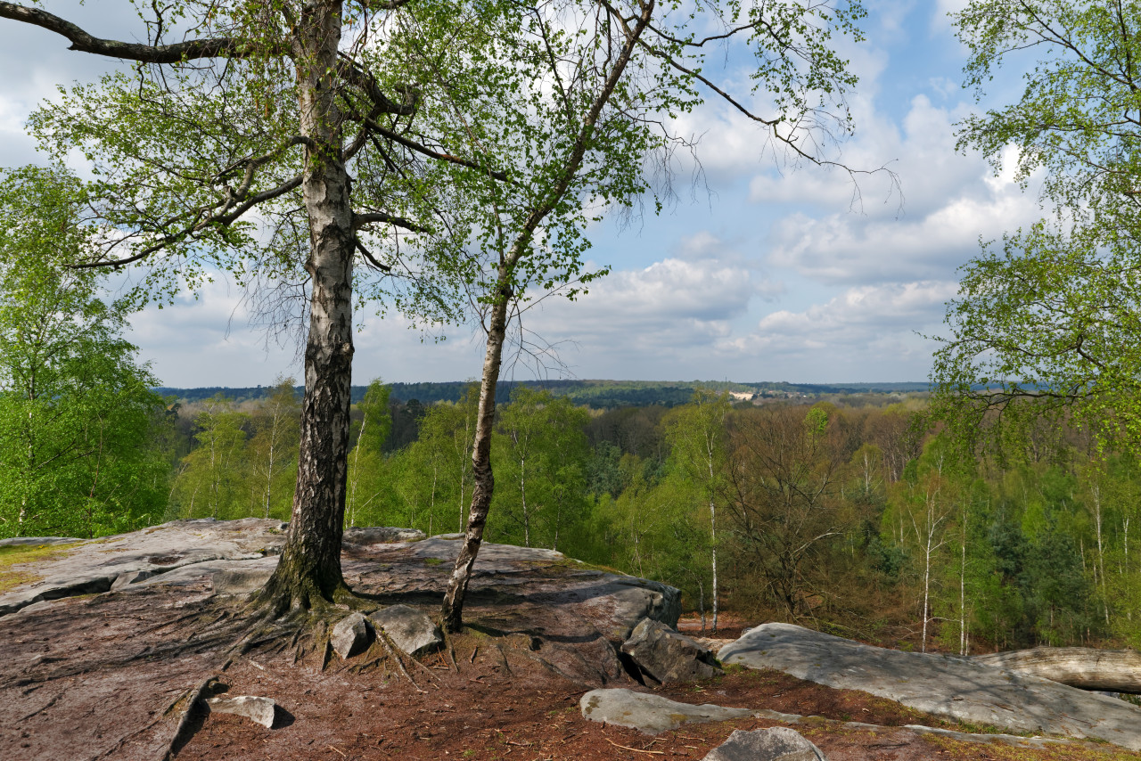Forêt d'Ermenonville.
