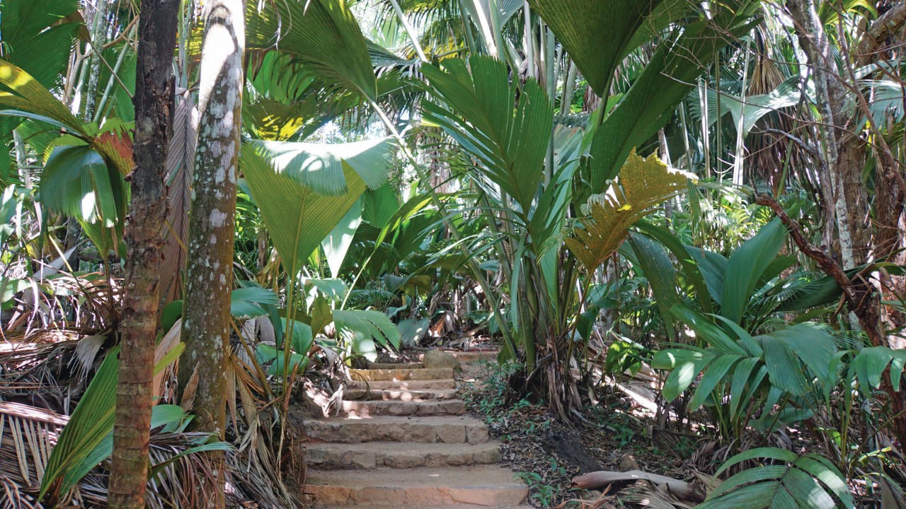 Vallée de Mai.