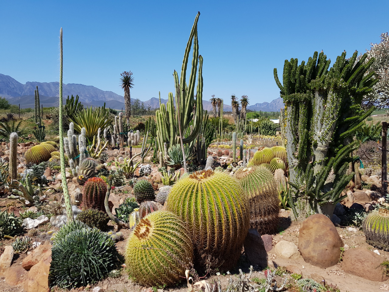 Les cactus de Robertson.