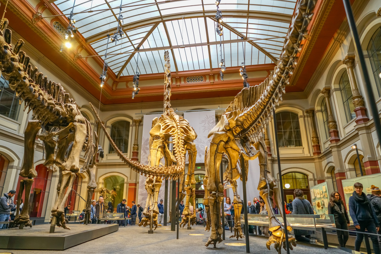 Le musée d'histoire naturelle.