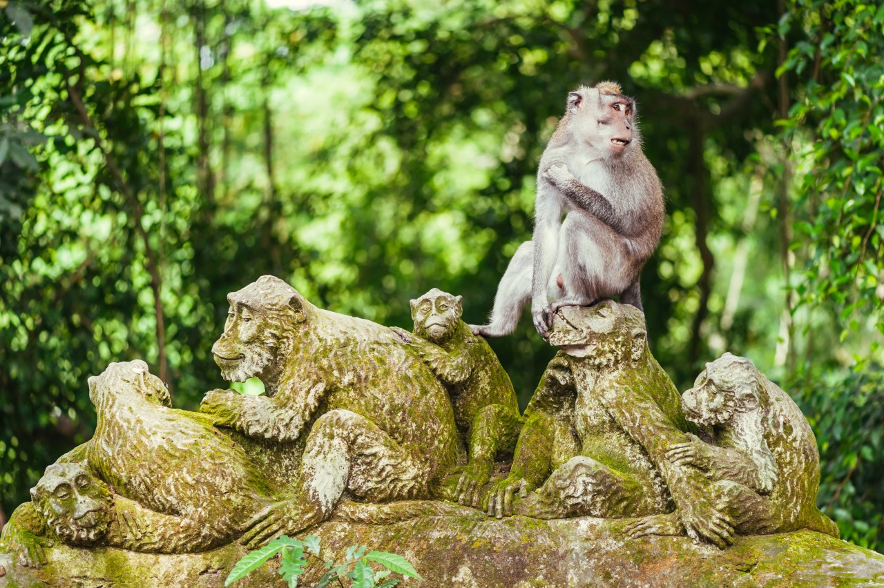 Forêt sacrée des singes.