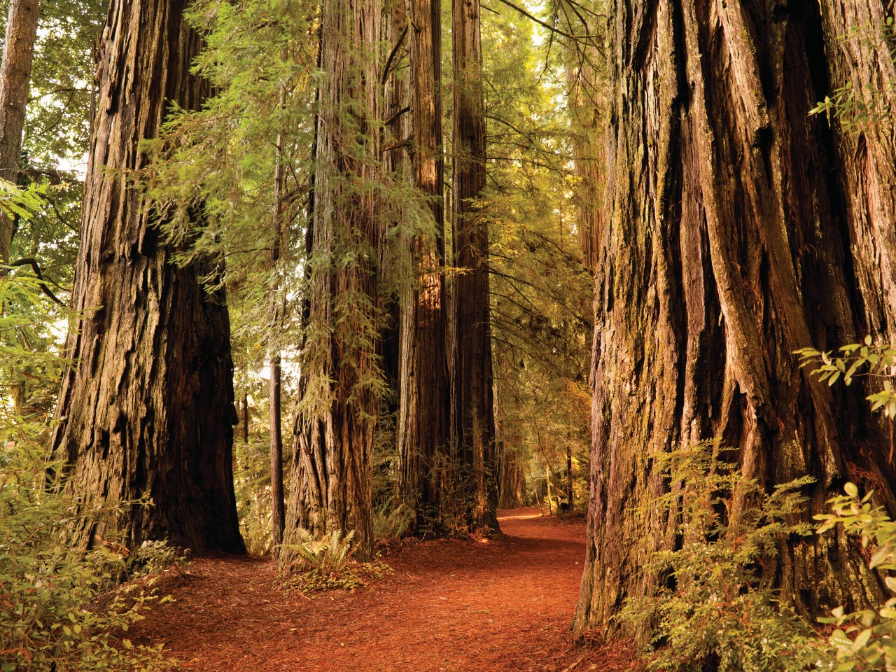 Forêt de séquoias au Redwood National Park.