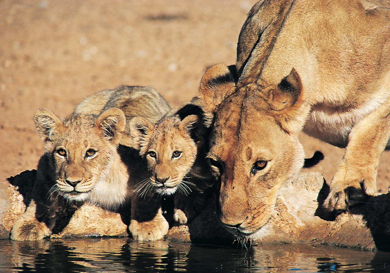 Lionne et ses lionceaux