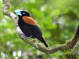 masoalaNationalPark