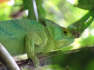 Red ruffed lemures is the one of endemic Masoala National Park the best place to see it on Lohatroz