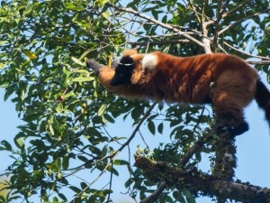 Red ruffed lemures is the one of endemic Masoala National Park the best place to see it on Lohatroz