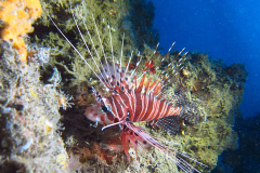 TE MARA NUI