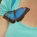 THE BUTTERFLY FARM