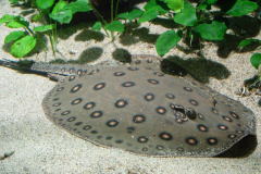 AQUARIUM DES TROPIQUES