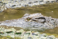 FERME AUX CROCODILES RÉSERVE TROPICALE