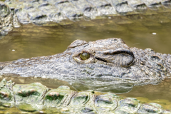 FERME AUX CROCODILES - RÉSERVE TROPICALE