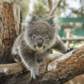 CAVERSHAM WILDLIFE PARK