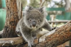 CAVERSHAM WILDLIFE PARK