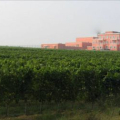 CHÂTEAU REIFENG-AUZIAS